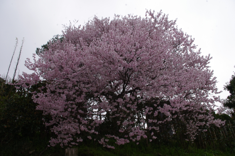 f:id:k10no3:20140406083348j:image:w560