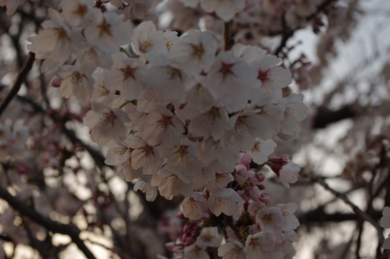 f:id:k10no3:20140407182154j:image:w279 f:id:k10no3:20140407182154j:image:w279