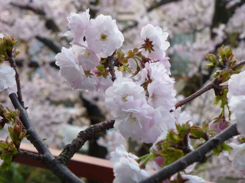 f:id:k10no3:20140408061914j:image:w560 f:id:k10no3:20140408061914j:image:w560