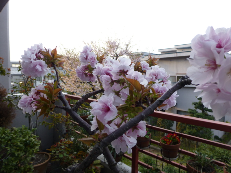 f:id:k10no3:20140413060432j:image:w560