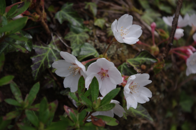 f:id:k10no3:20140413105202j:image:w560 f:id:k10no3:20140413105202j:image:w560