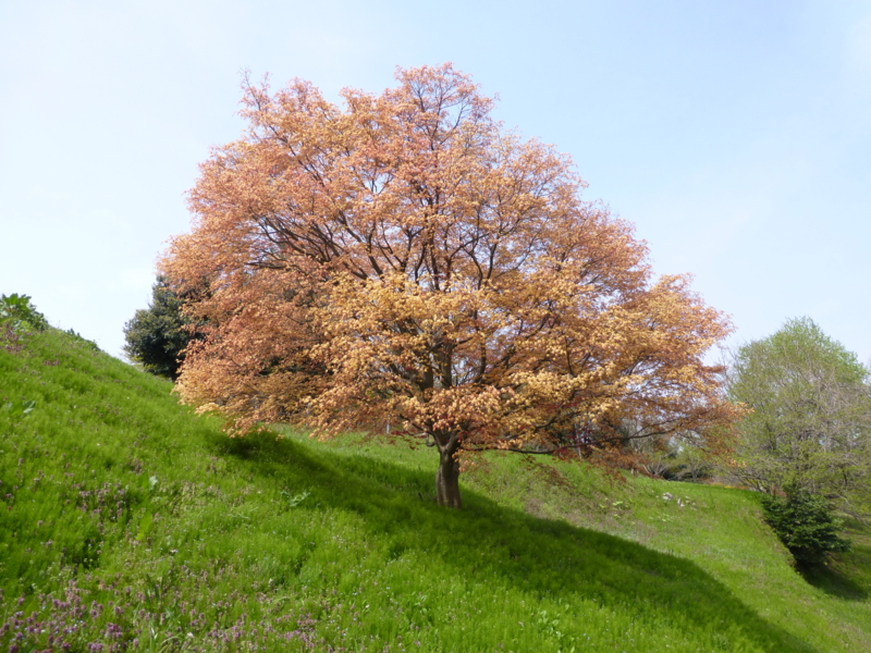 f:id:k10no3:20140420112146j:image:w560 f:id:k10no3:20140420112146j:image:w560