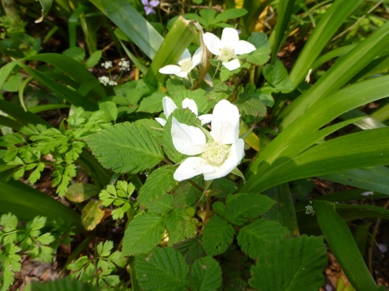 f:id:k10no3:20140426083512j:image:w560