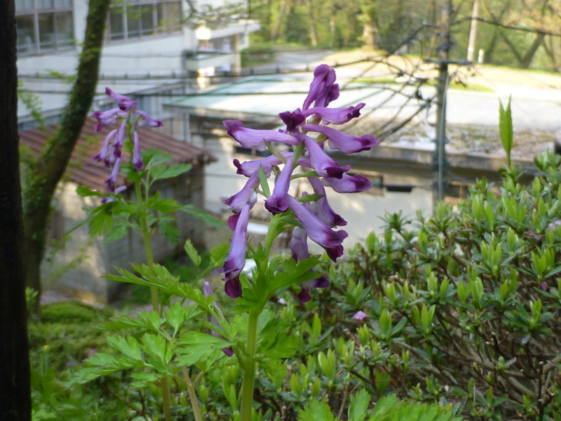 f:id:k10no3:20140426083807j:image:w560 f:id:k10no3:20140426083807j:image:w560