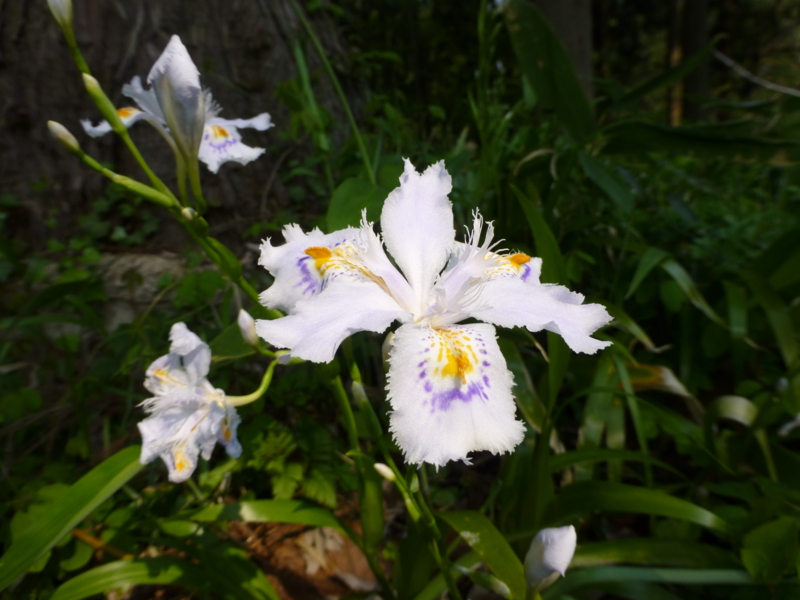 f:id:k10no3:20140426084427j:image:w560 f:id:k10no3:20140426084427j:image:w560