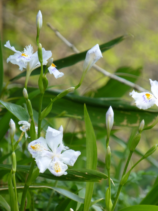 f:id:k10no3:20140426084620j:image:w360