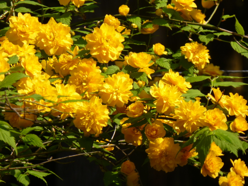 f:id:k10no3:20140426084807j:image:w560