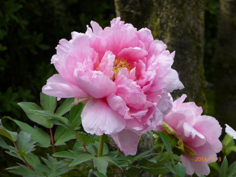 f:id:k10no3:20140503140813j:image:w560 f:id:k10no3:20140503140813j:image:w560