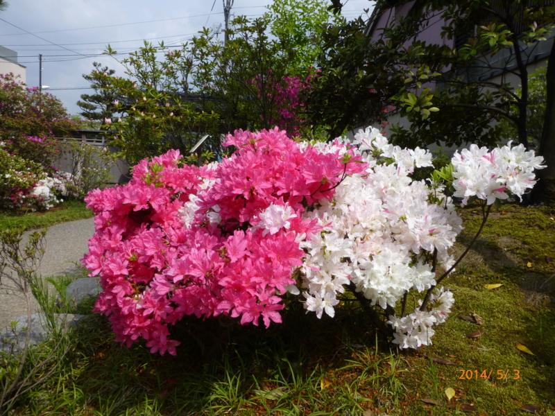 f:id:k10no3:20140503141454j:image:w560 f:id:k10no3:20140503141454j:image:w560