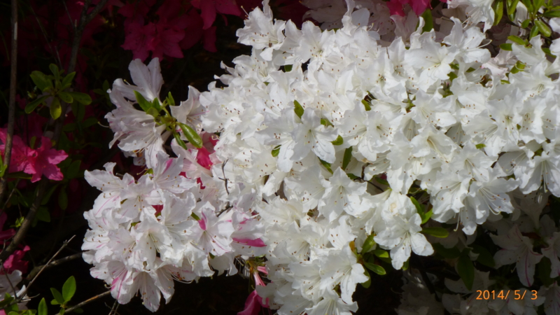 f:id:k10no3:20140503141542j:image:w560 f:id:k10no3:20140503141542j:image:w560