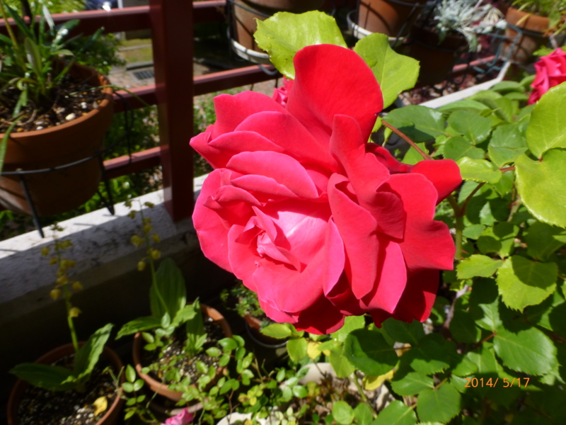f:id:k10no3:20140517090916j:image:w560