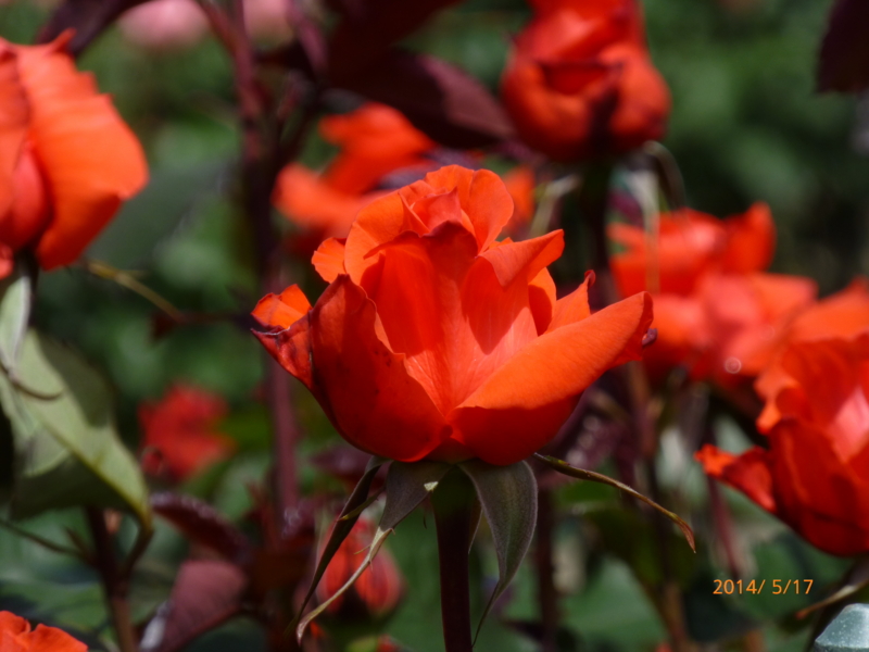 f:id:k10no3:20140517100832j:image:w560