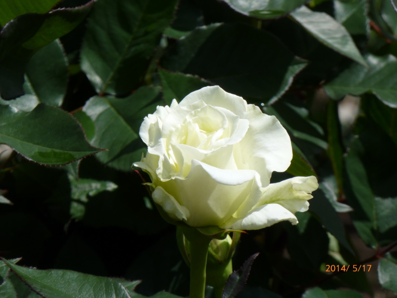 f:id:k10no3:20140517101245j:image:w279