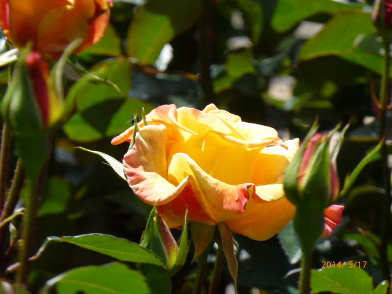 f:id:k10no3:20140517101441j:image:w279
