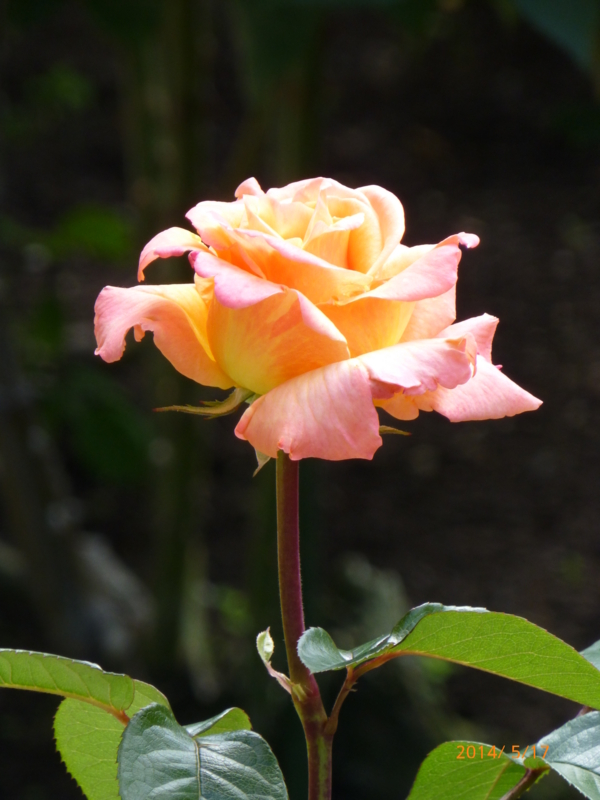 f:id:k10no3:20140517101655j:image:w279