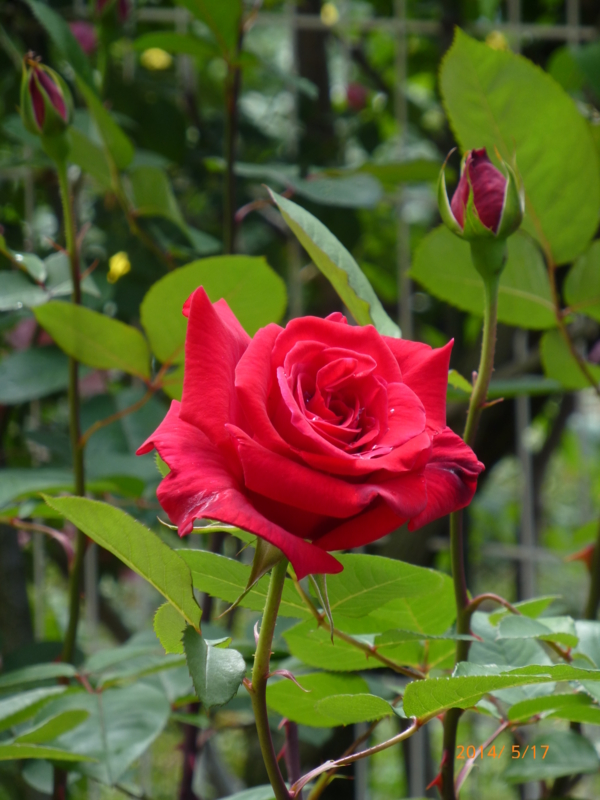 f:id:k10no3:20140517101730j:image:w279