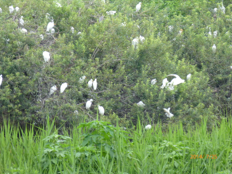 f:id:k10no3:20140725084313j:image:w560