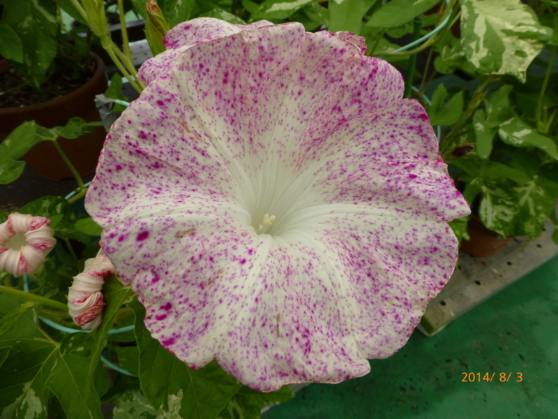 f:id:k10no3:20140803102943j:image:w279 f:id:k10no3:20140803102943j:image:w279