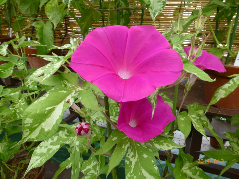 f:id:k10no3:20140803102957j:image:w560 f:id:k10no3:20140803102957j:image:w560