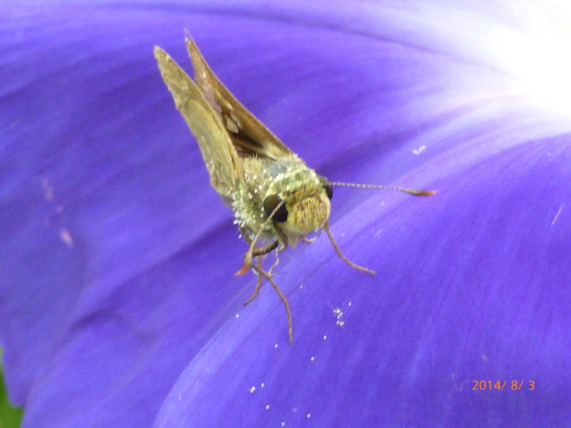 f:id:k10no3:20140803103409j:image:w279 f:id:k10no3:20140803103409j:image:w279