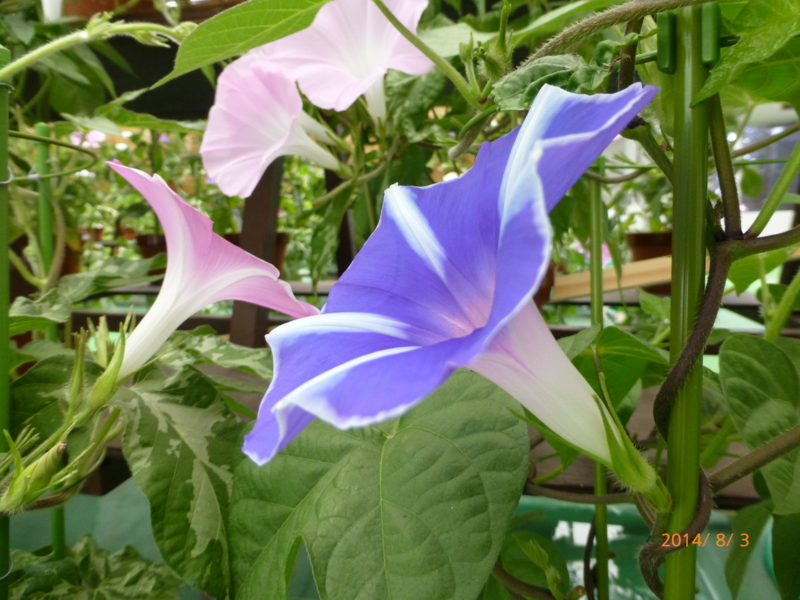 f:id:k10no3:20140803103524j:image:w279 f:id:k10no3:20140803103524j:image:w279