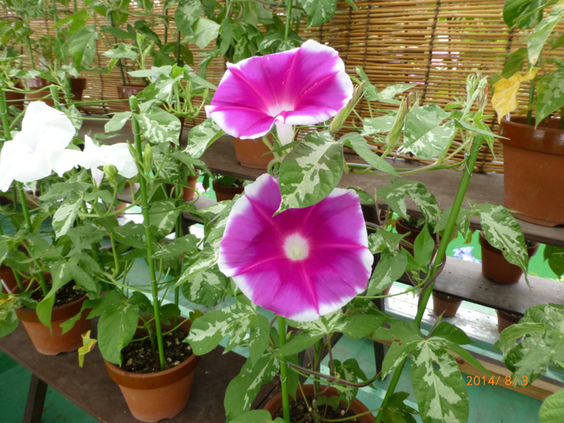 f:id:k10no3:20140803103554j:image:w279 f:id:k10no3:20140803103554j:image:w279