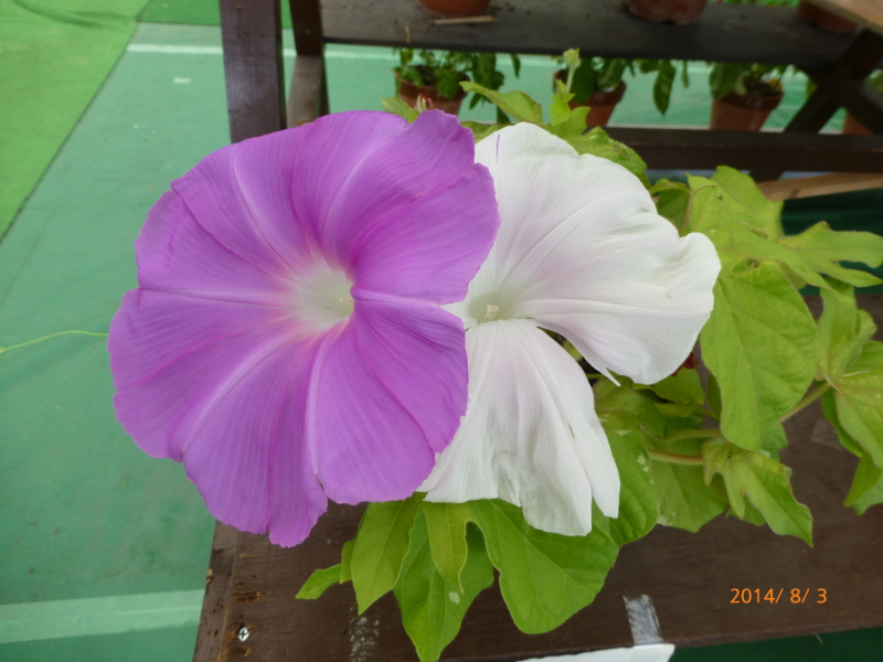 f:id:k10no3:20140803103852j:image:w279 f:id:k10no3:20140803103852j:image:w279