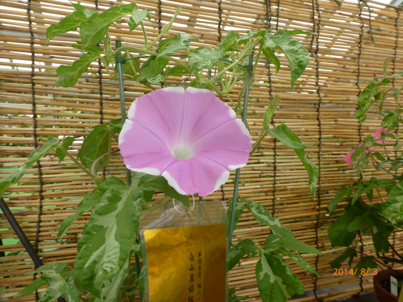 f:id:k10no3:20140803103900j:image:w279 f:id:k10no3:20140803103900j:image:w279