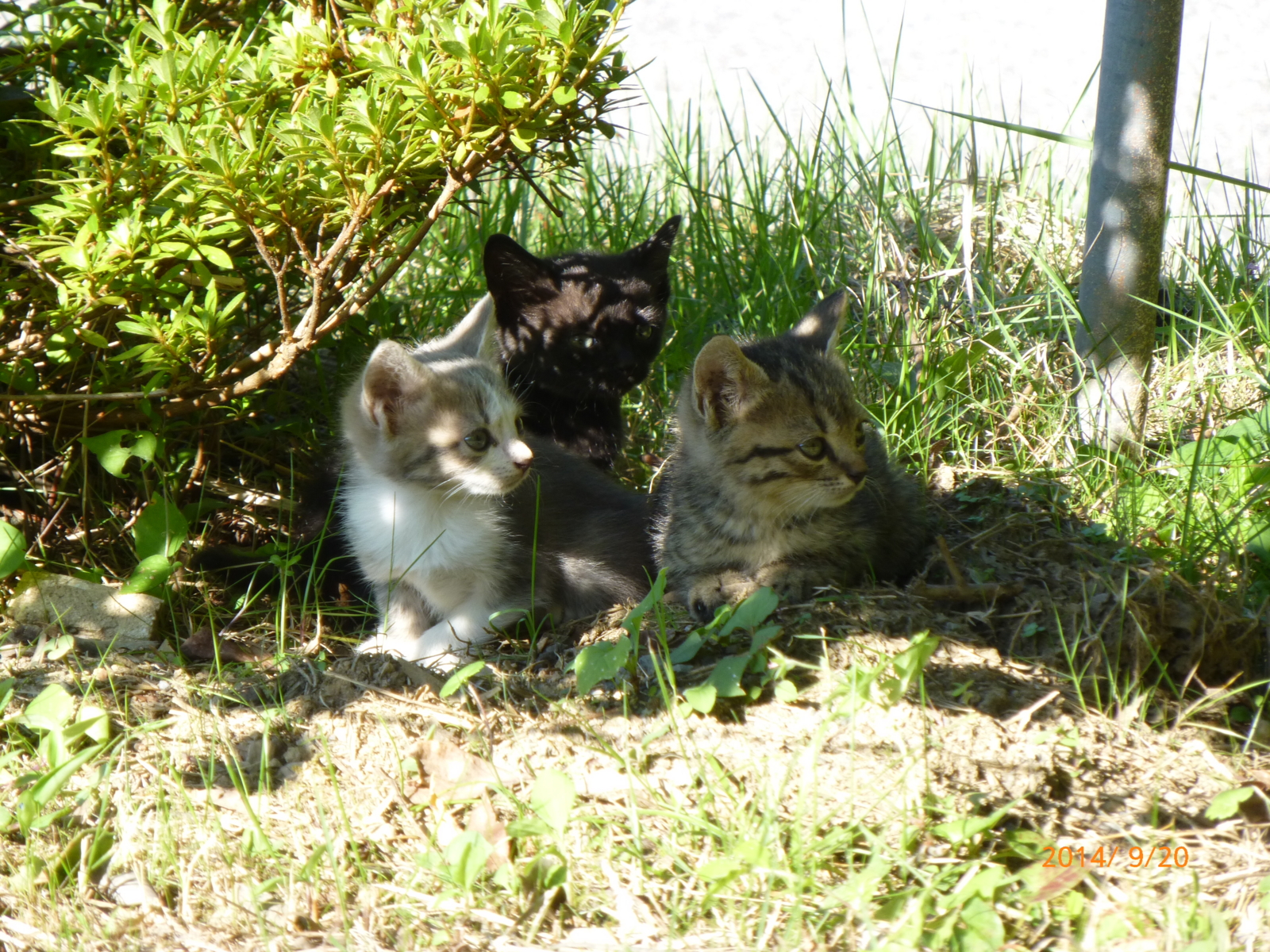f:id:k10no3:20140920143339j:image:w560