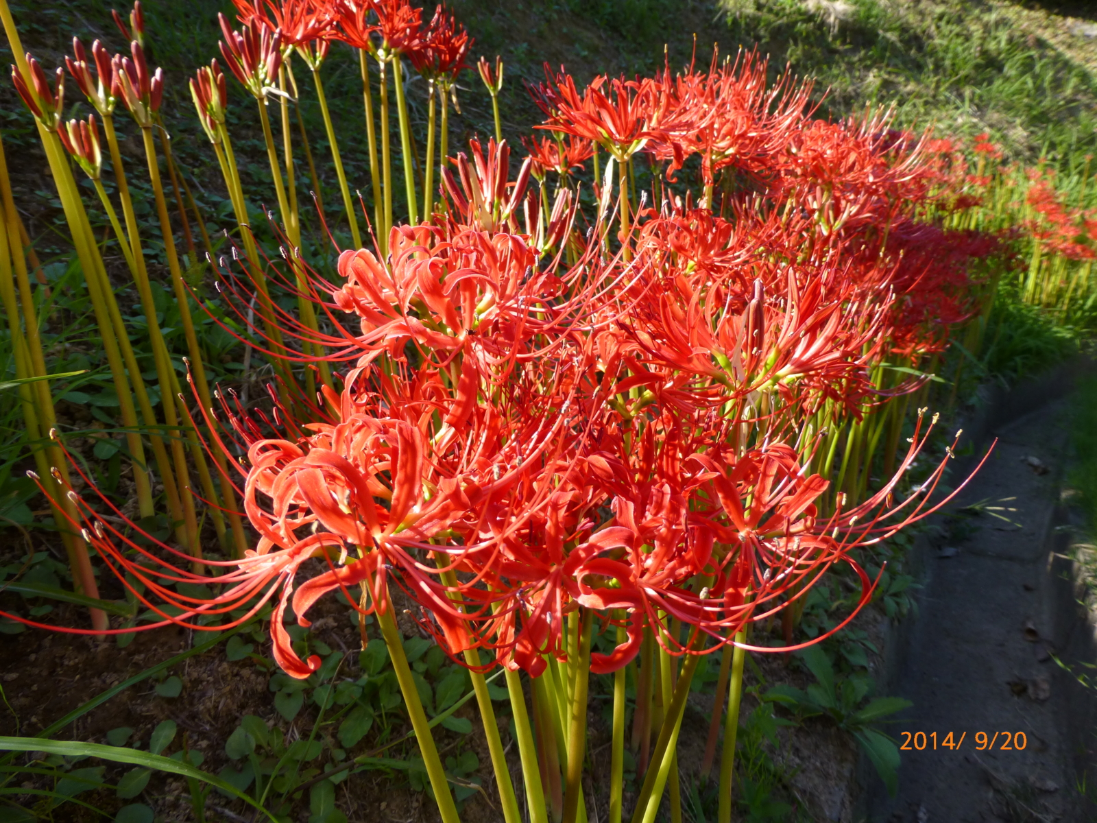 f:id:k10no3:20140920143424j:image:w560