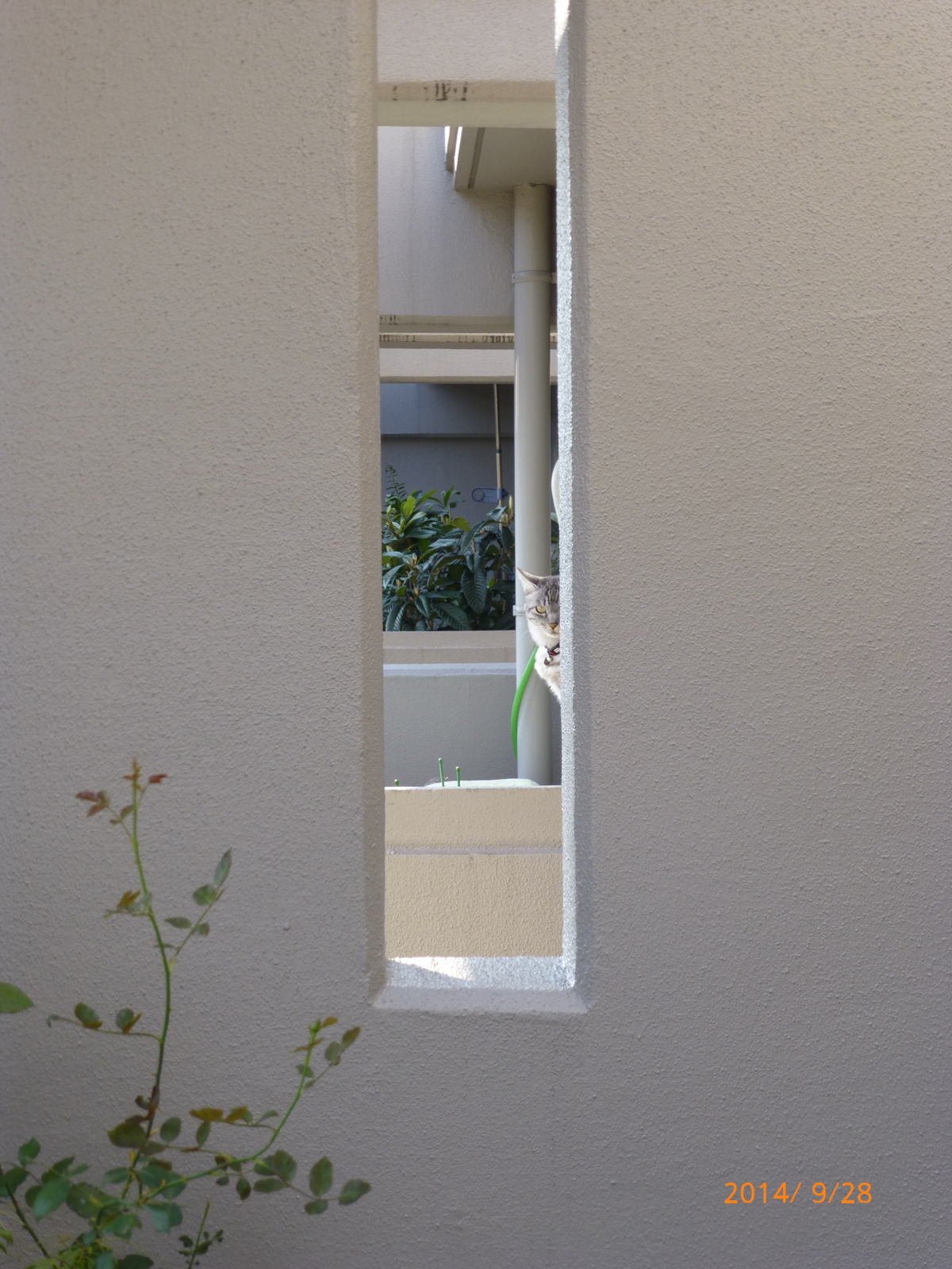 f:id:k10no3:20140928145432j:image:w279 f:id:k10no3:20140928145432j:image:w279