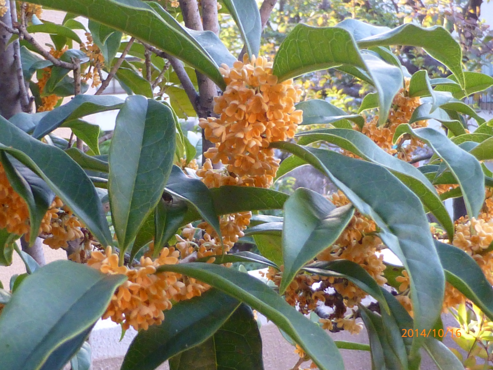 f:id:k10no3:20141016063235j:image:w560