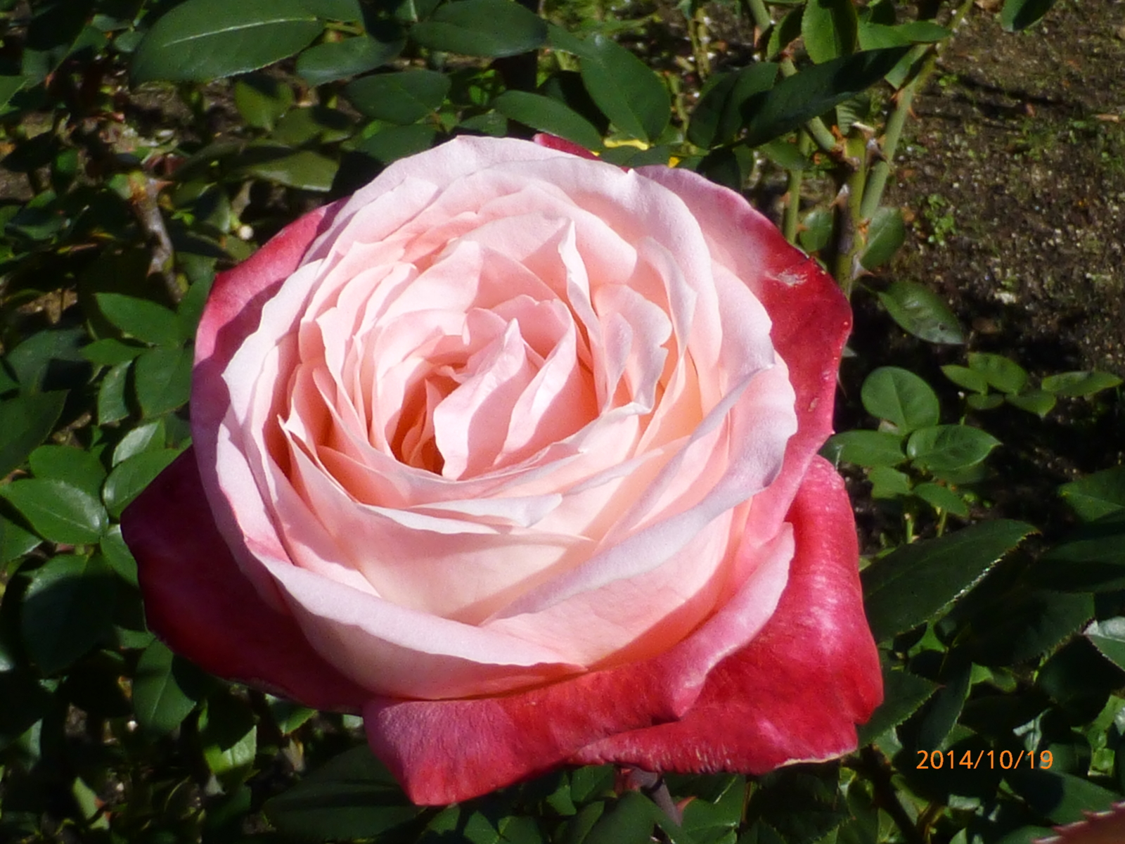 f:id:k10no3:20141019100430j:image:w279 f:id:k10no3:20141019100430j:image:w279