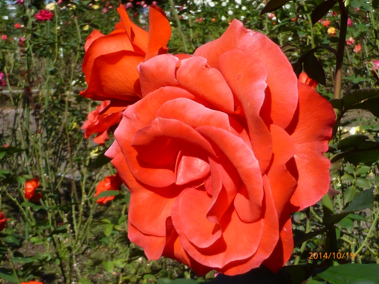 f:id:k10no3:20141019100458j:image:w279 f:id:k10no3:20141019100458j:image:w279