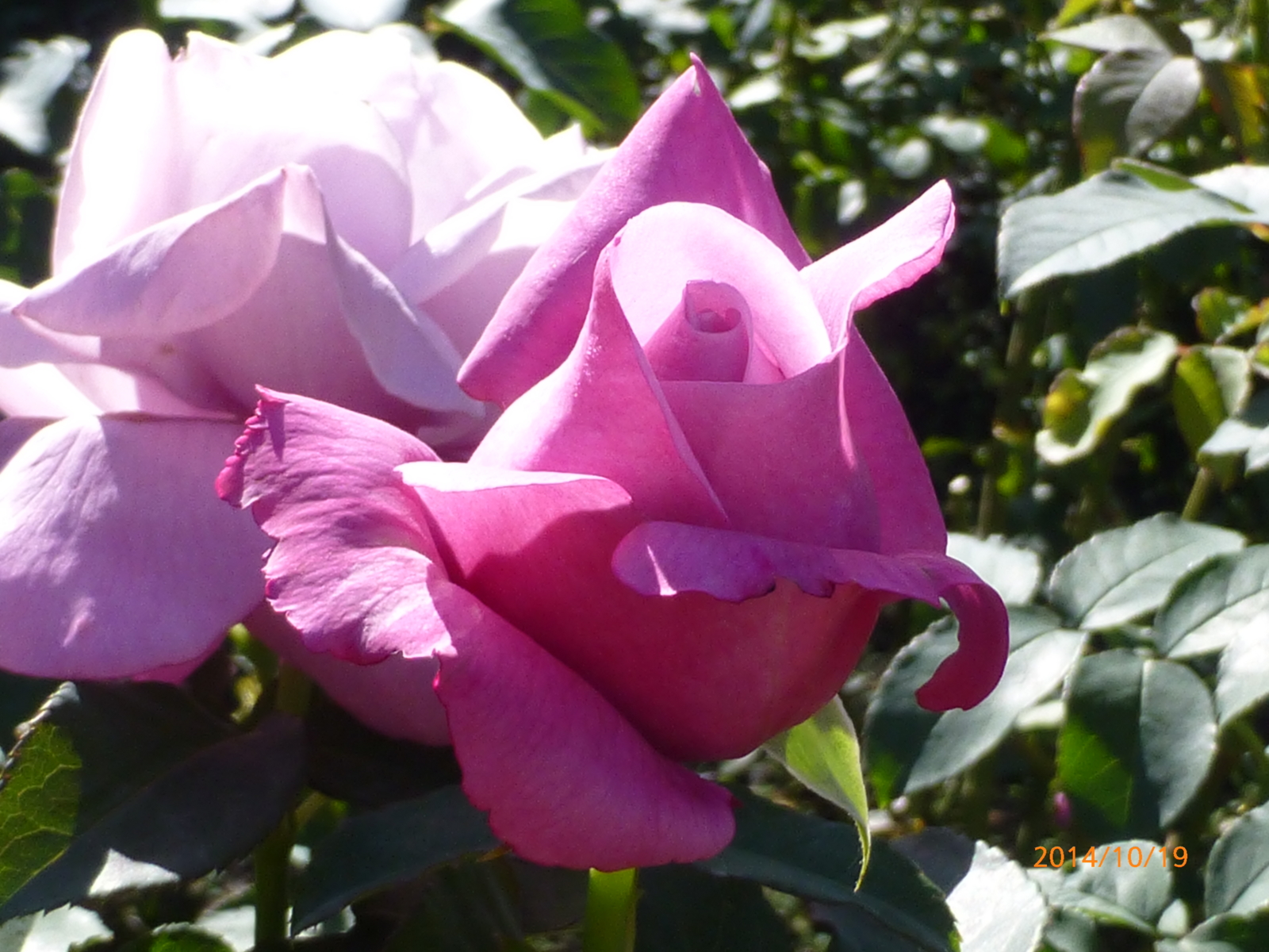 f:id:k10no3:20141019100535j:image:w279 f:id:k10no3:20141019100535j:image:w279