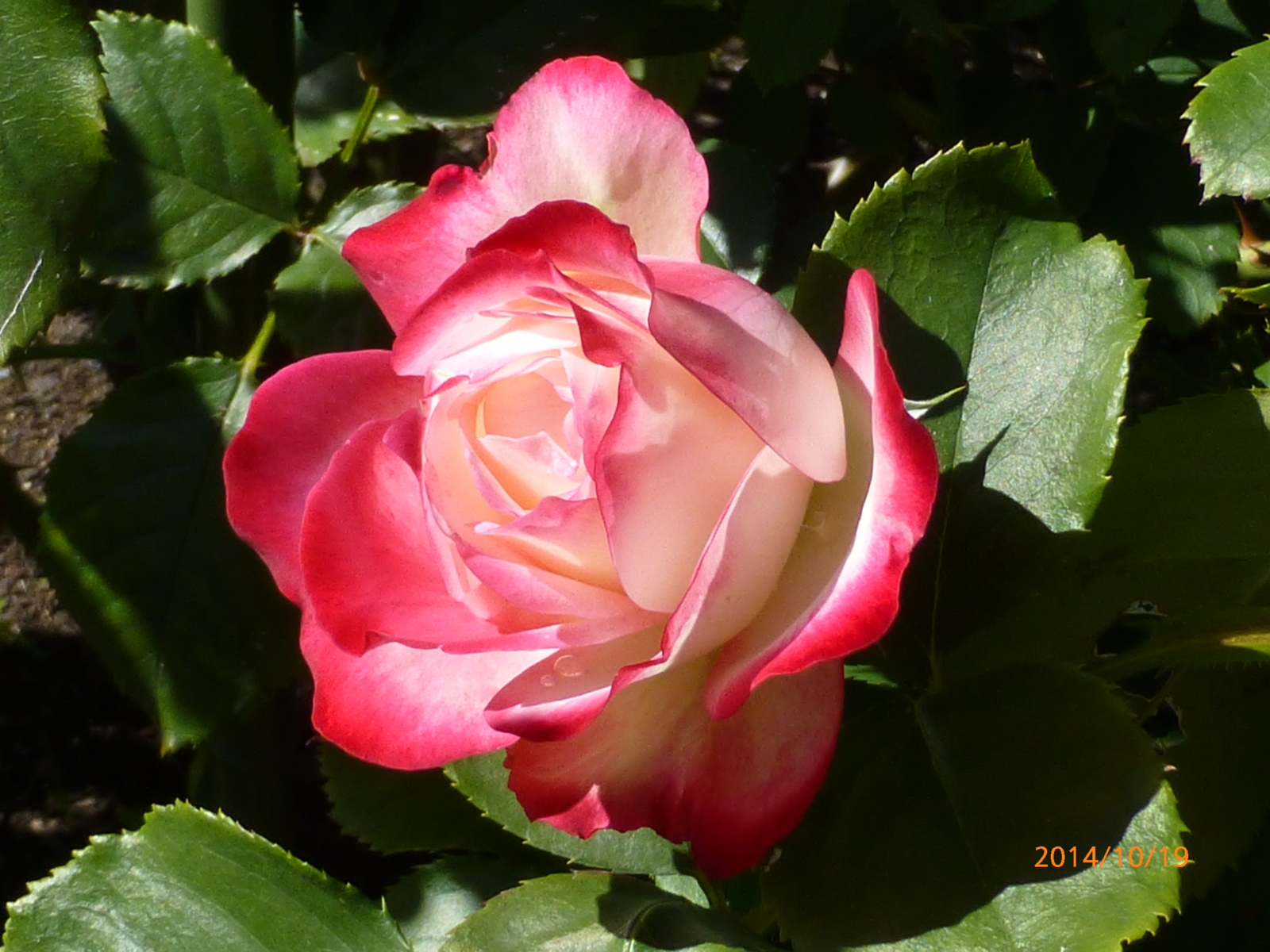 f:id:k10no3:20141019101044j:image:w279 f:id:k10no3:20141019101044j:image:w279