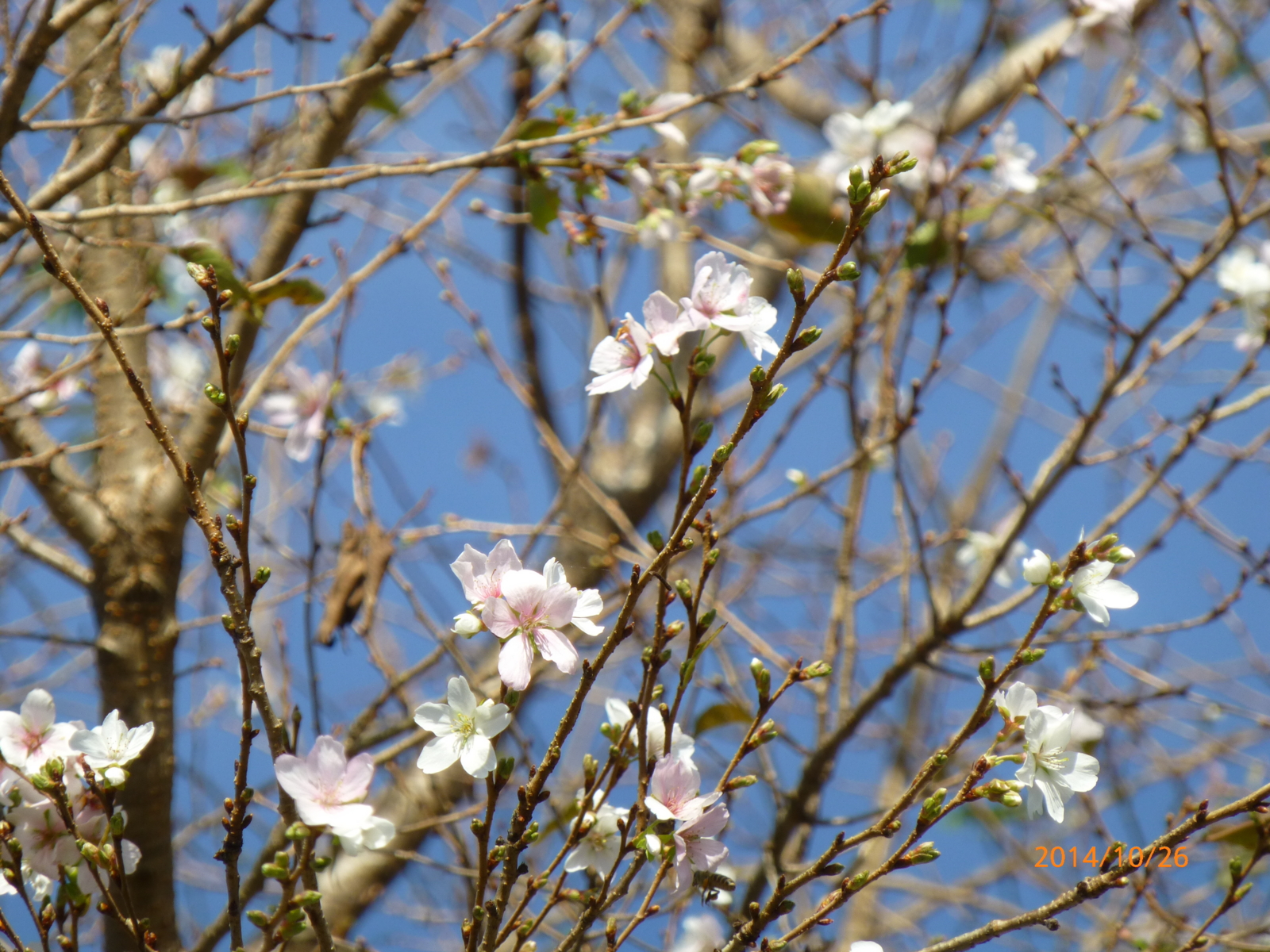 f:id:k10no3:20141026140621j:image:w640