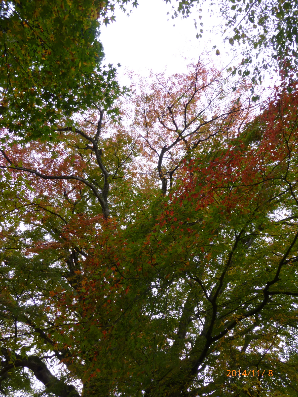 f:id:k10no3:20141108141615j:image:w420
