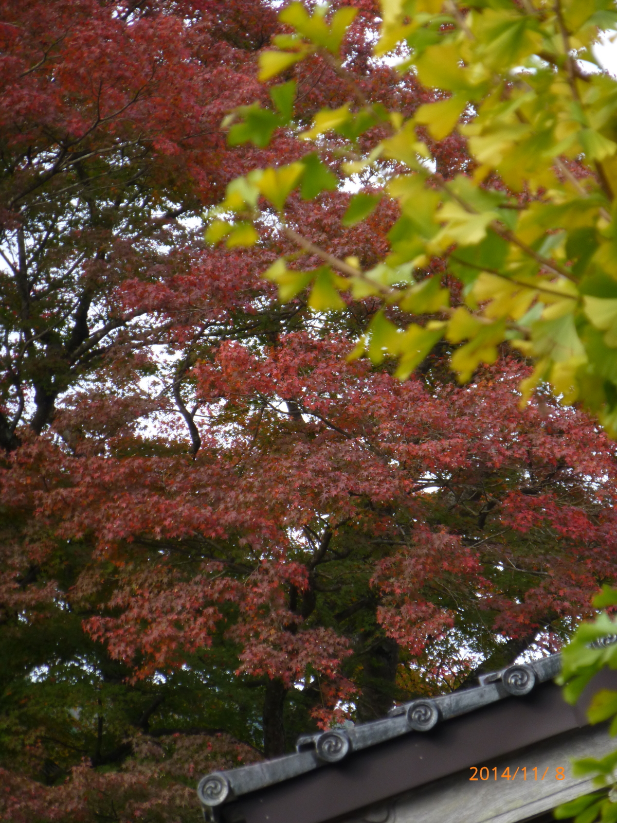 f:id:k10no3:20141108142718j:image:w279