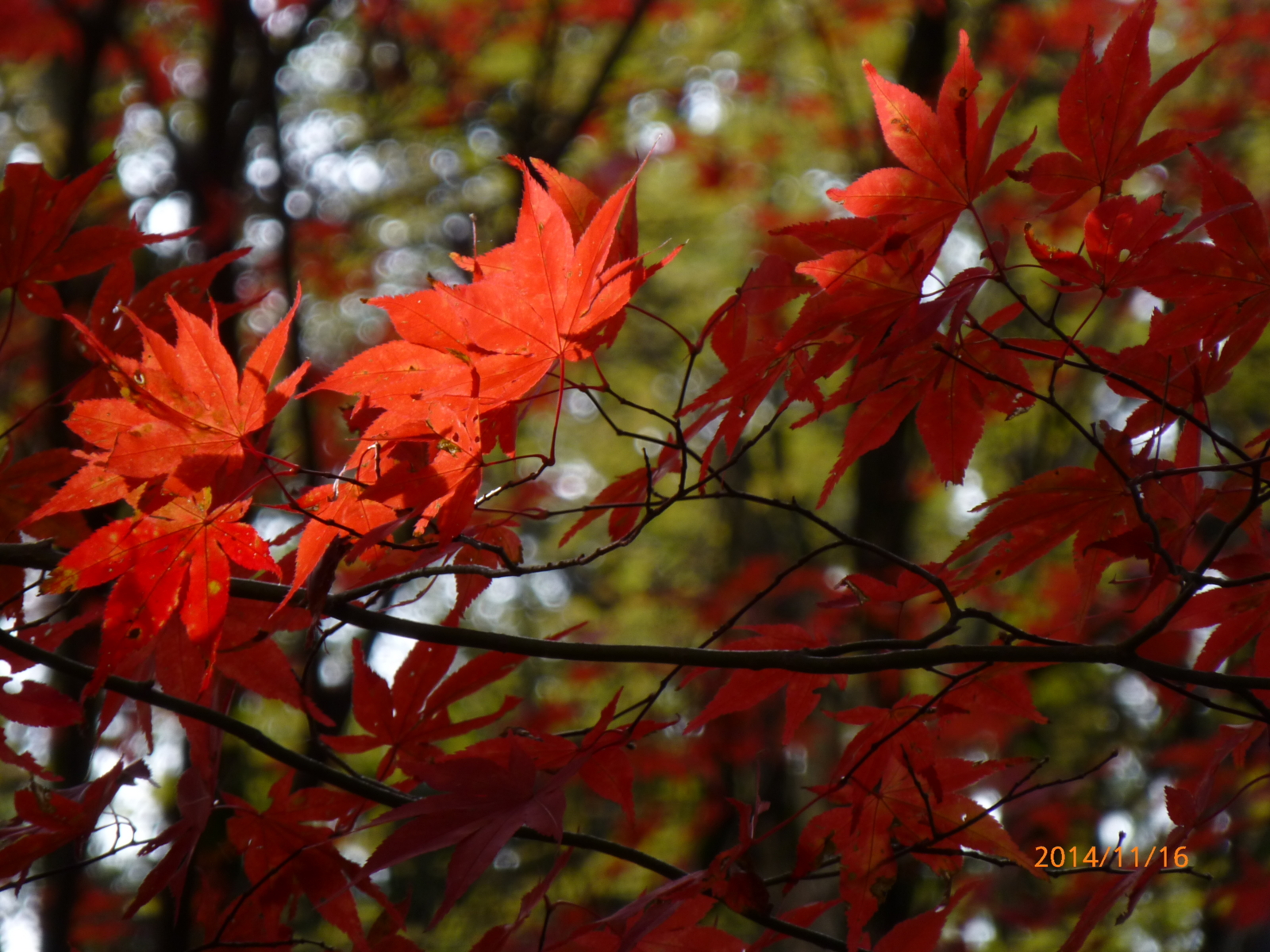 f:id:k10no3:20141116111554j:image:w560 f:id:k10no3:20141116111554j:image:w560