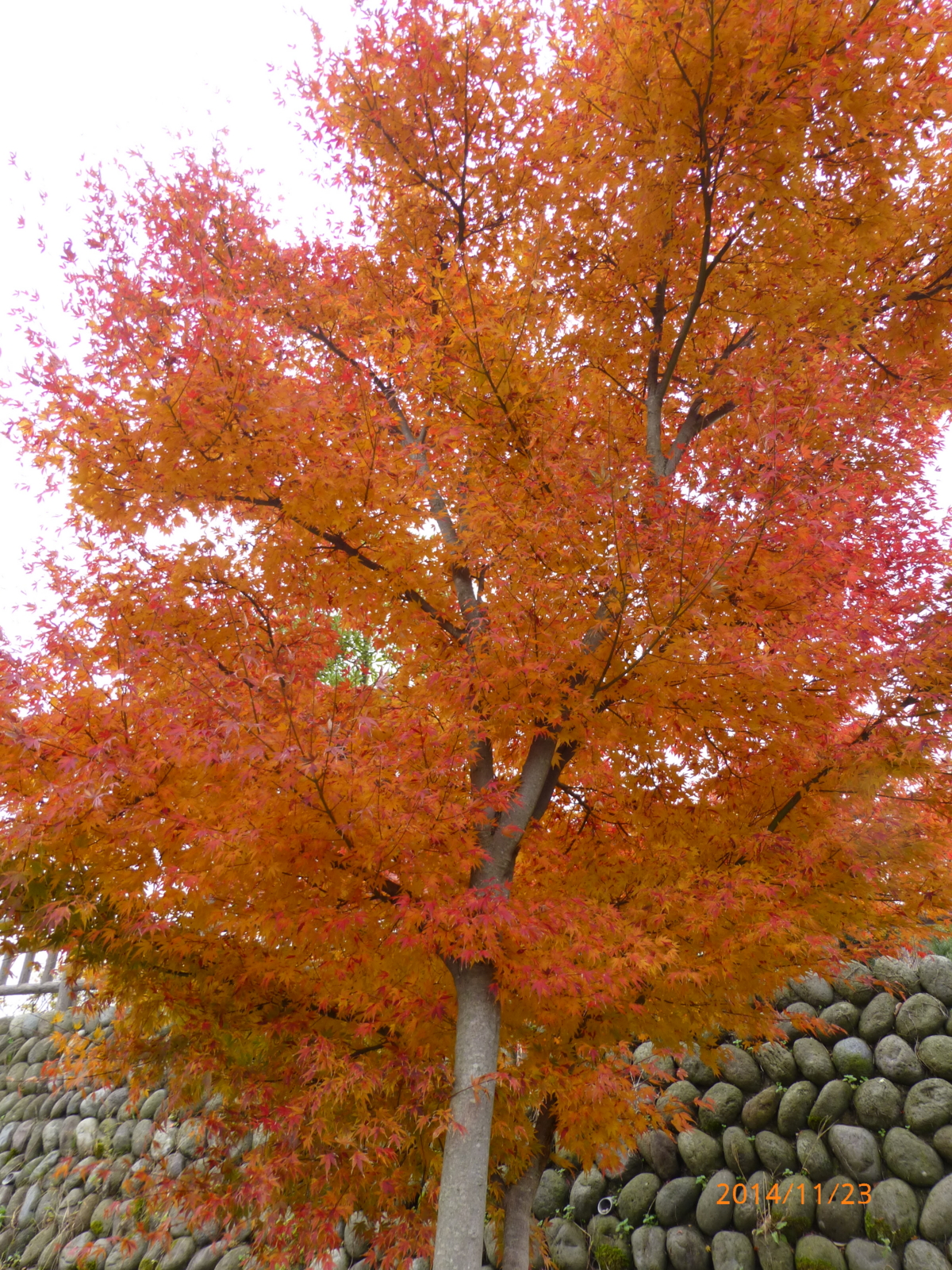 f:id:k10no3:20141123110449j:image:w420