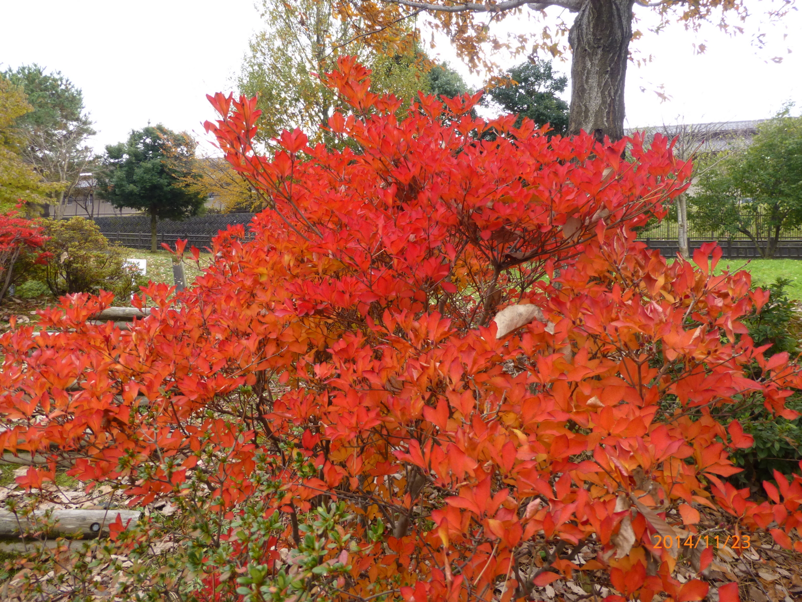 f:id:k10no3:20141123110520j:image:w279