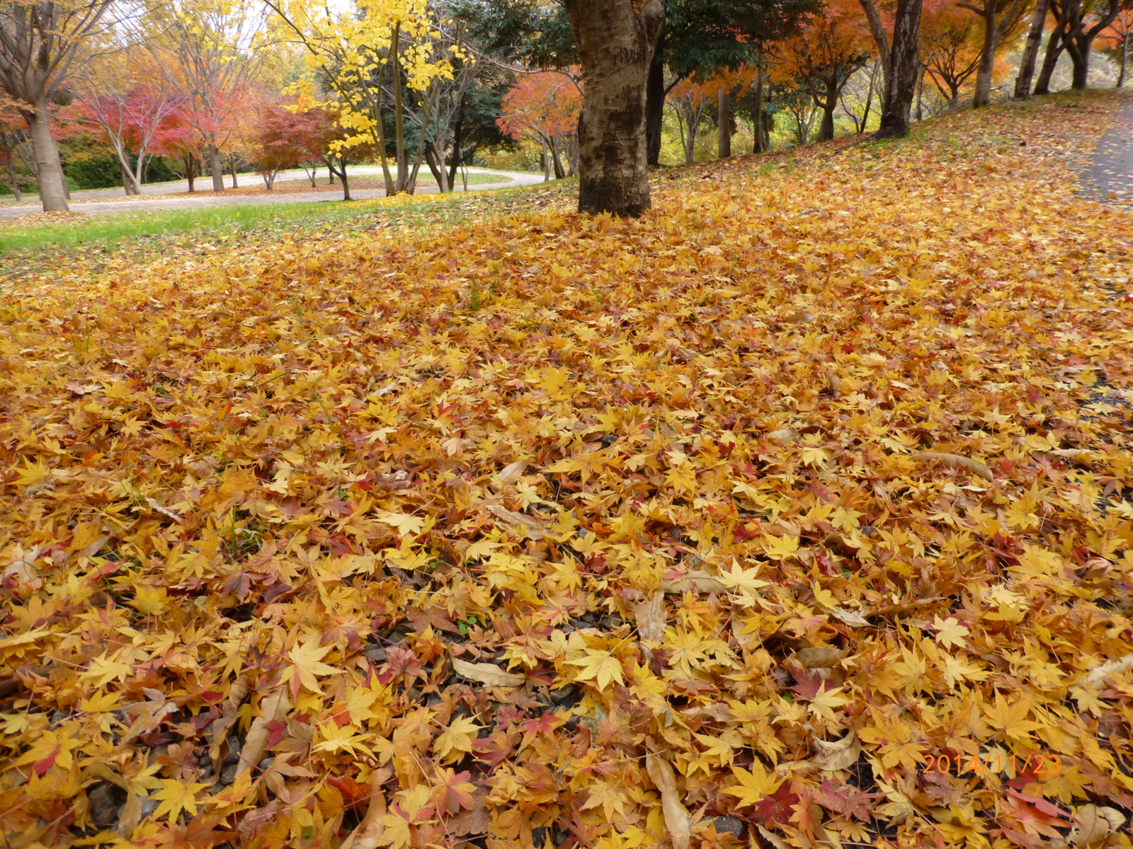 f:id:k10no3:20141123110913j:image:w560
