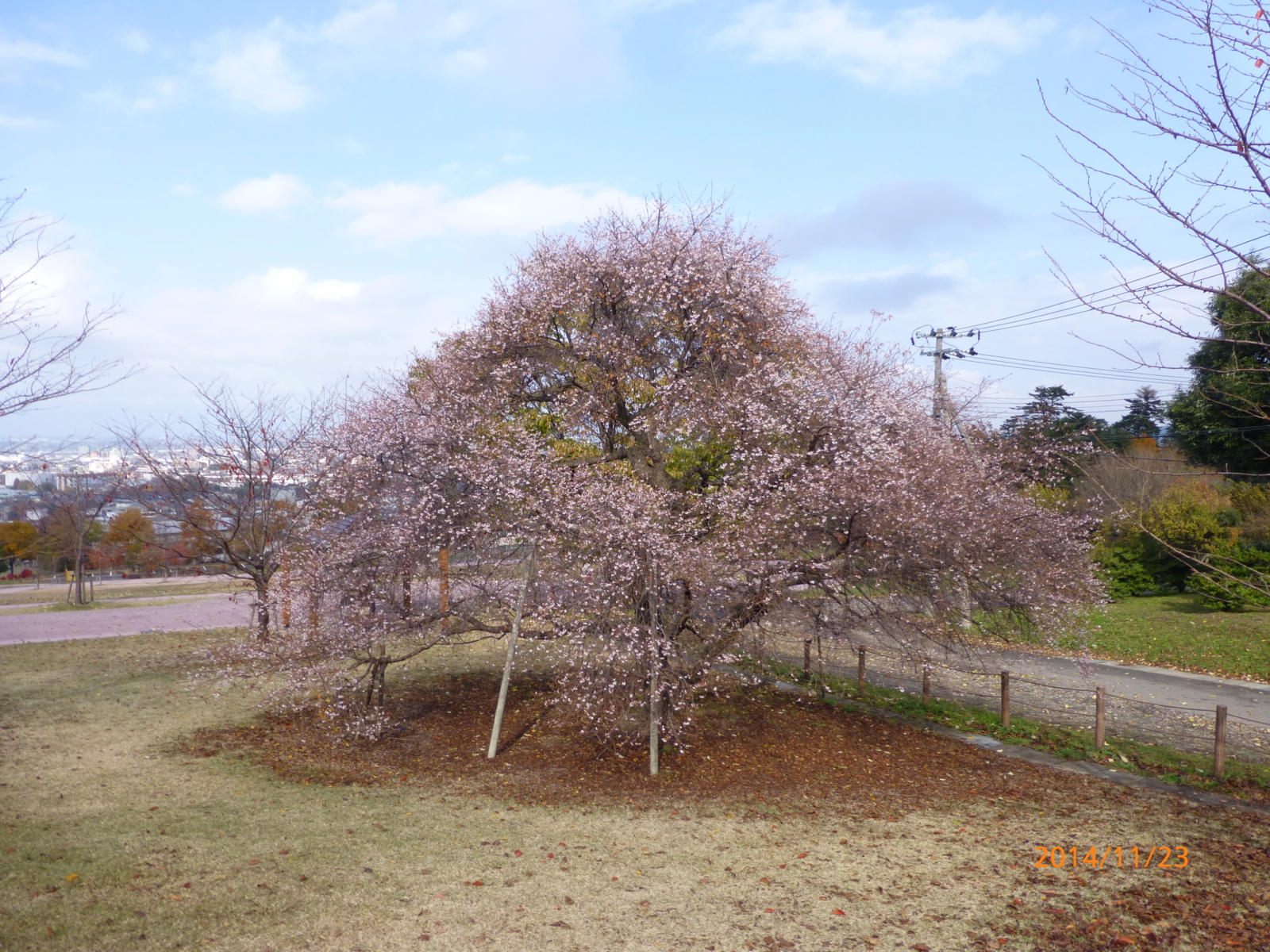 f:id:k10no3:20141123111551j:image:w560