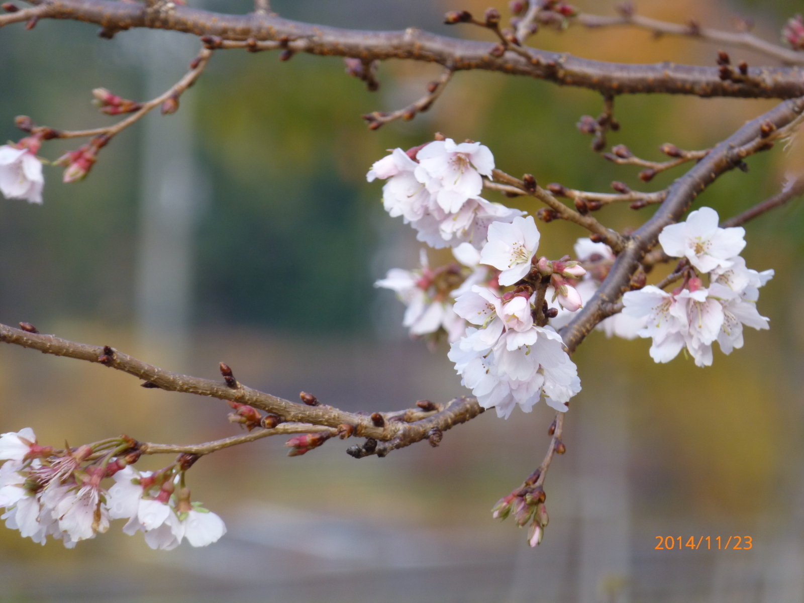 f:id:k10no3:20141123111639j:image:w279