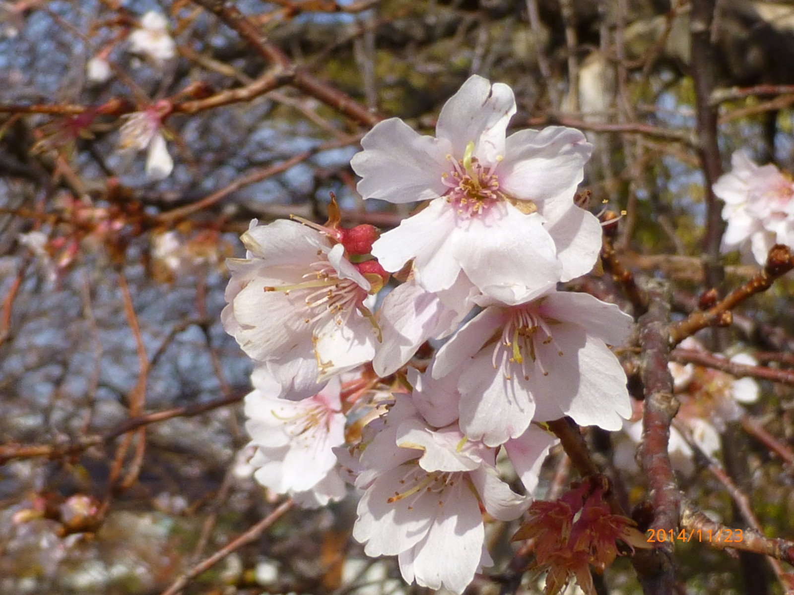 f:id:k10no3:20141123112115j:image:w279