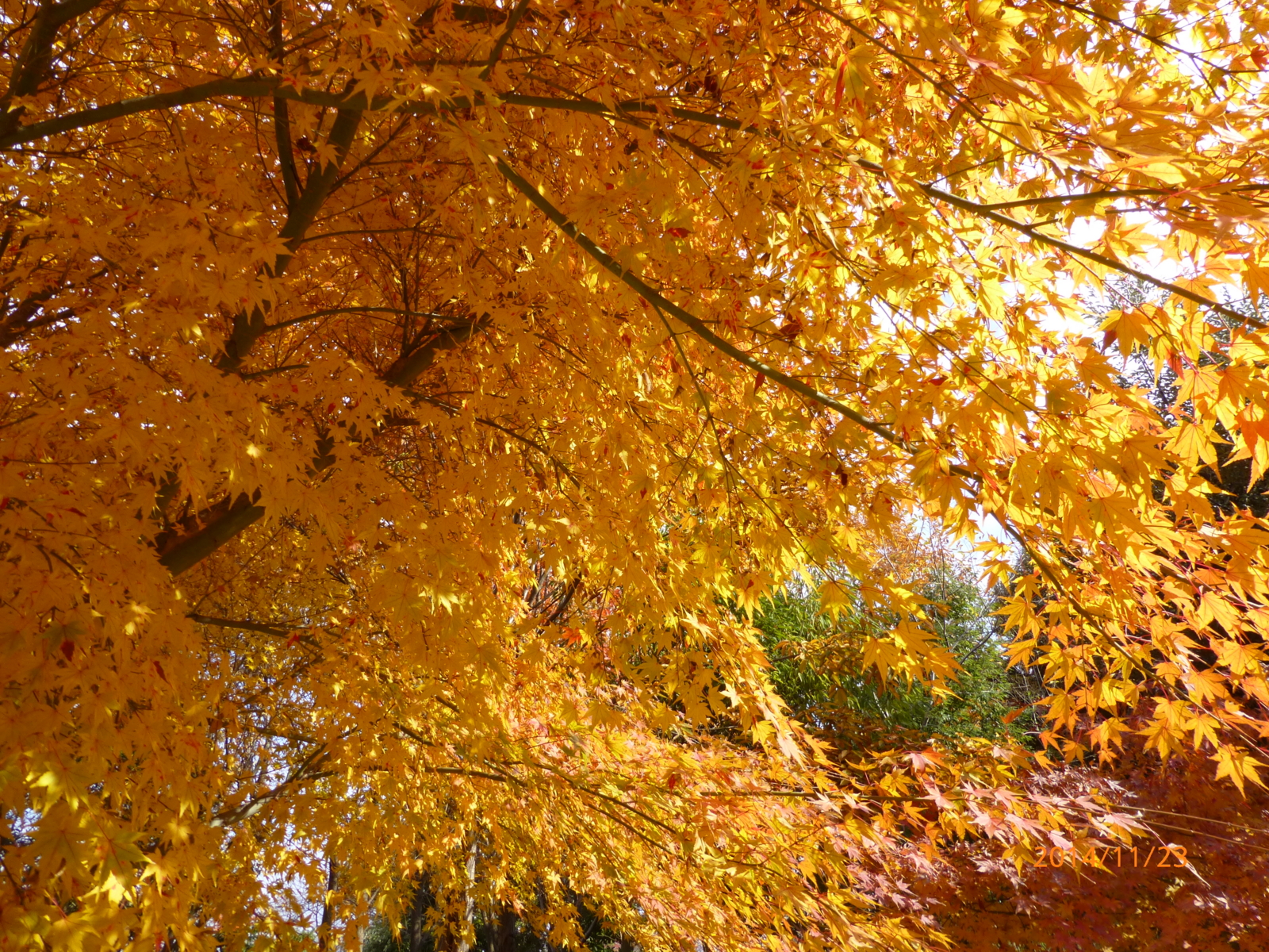 f:id:k10no3:20141123112627j:image:w560