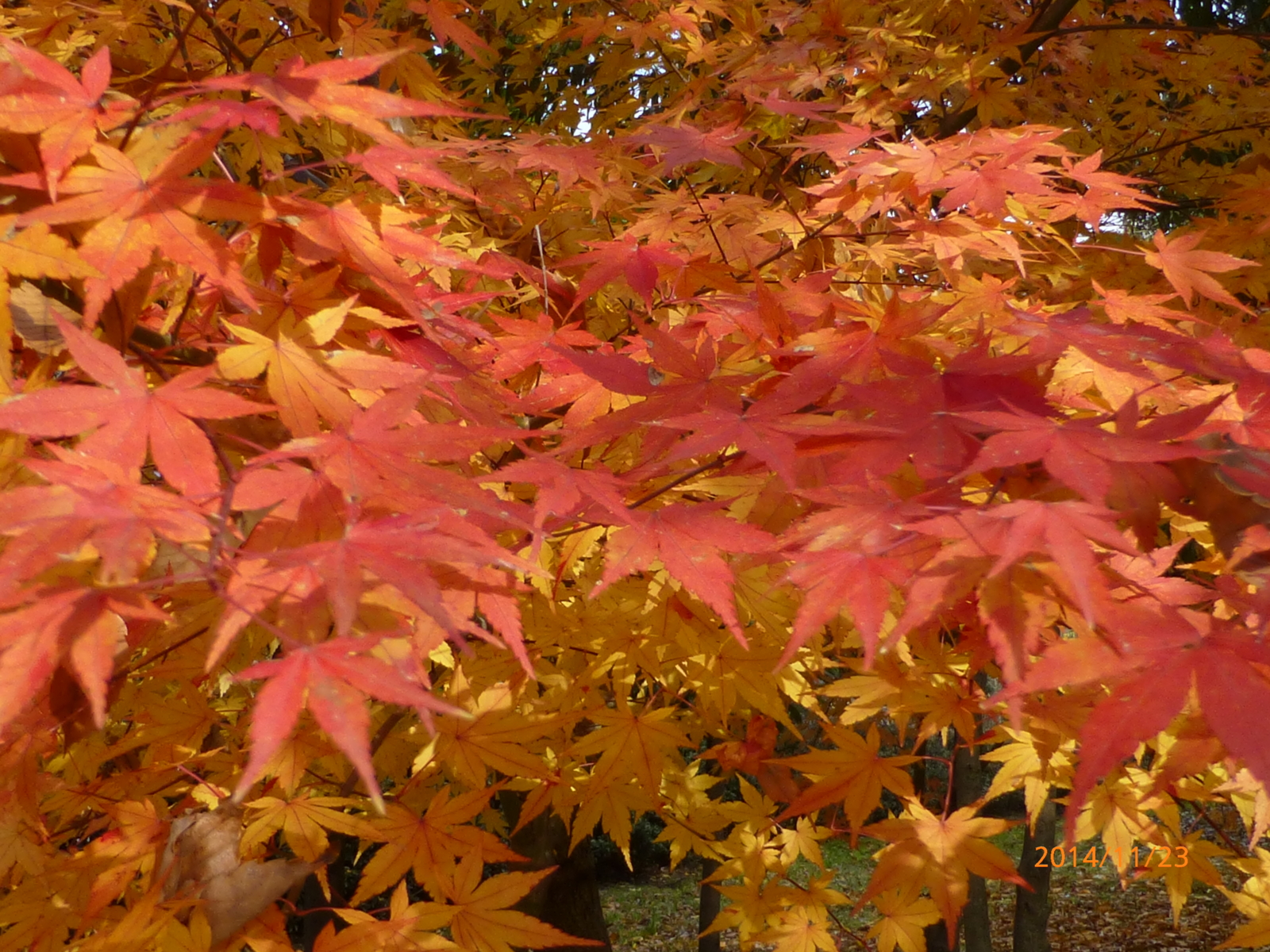 f:id:k10no3:20141123112942j:image:w560