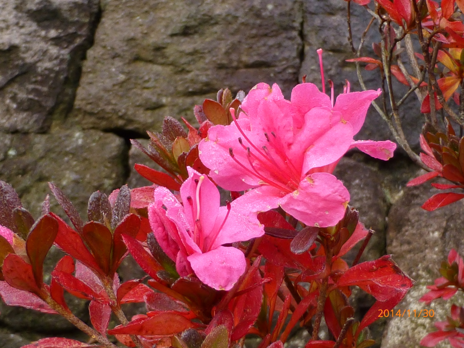 f:id:k10no3:20141130091220j:image:w560