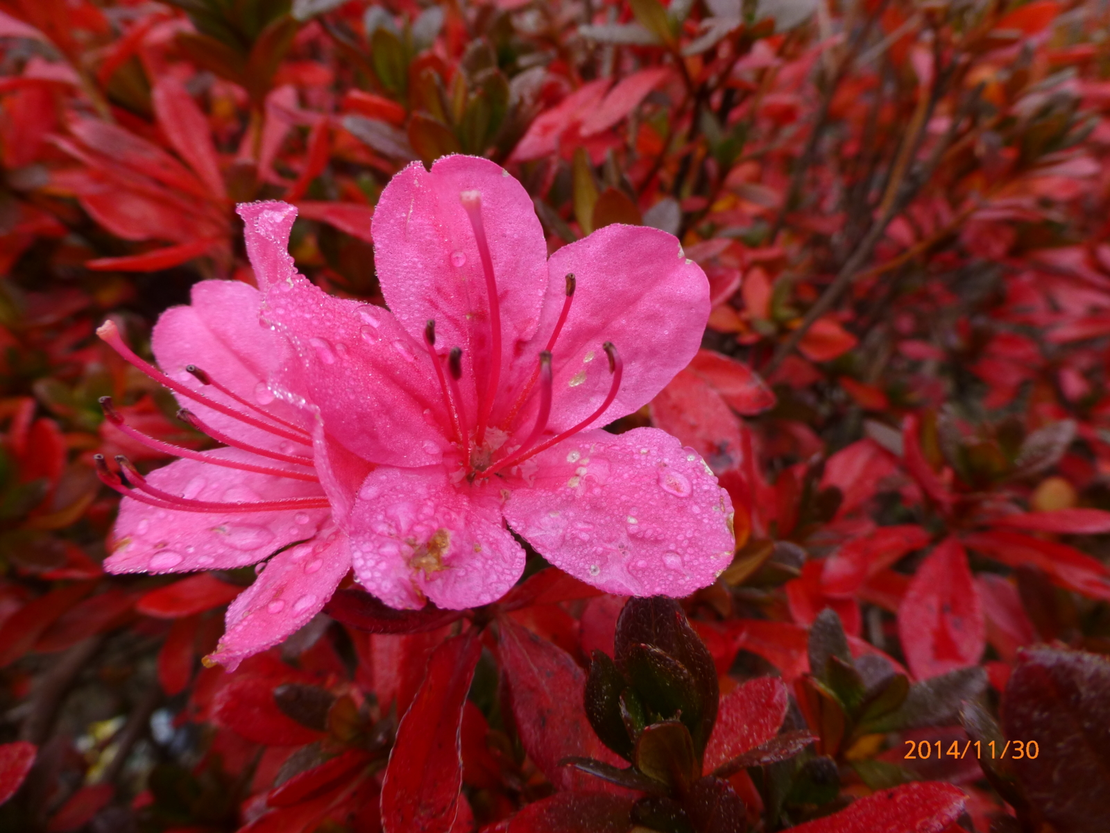 f:id:k10no3:20141130091251j:image:w560 f:id:k10no3:20141130091251j:image:w560
